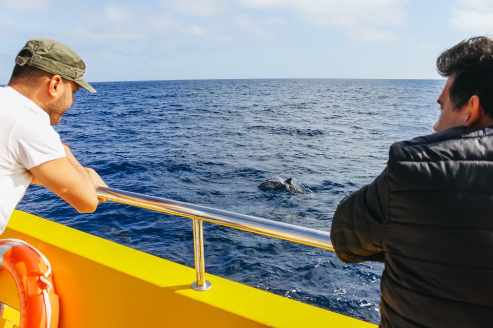 Puerto del Carmen: Dolphin-Watching Speedboat Tour with Swim - Best seat, best vibe: how to get the most out of the boat time