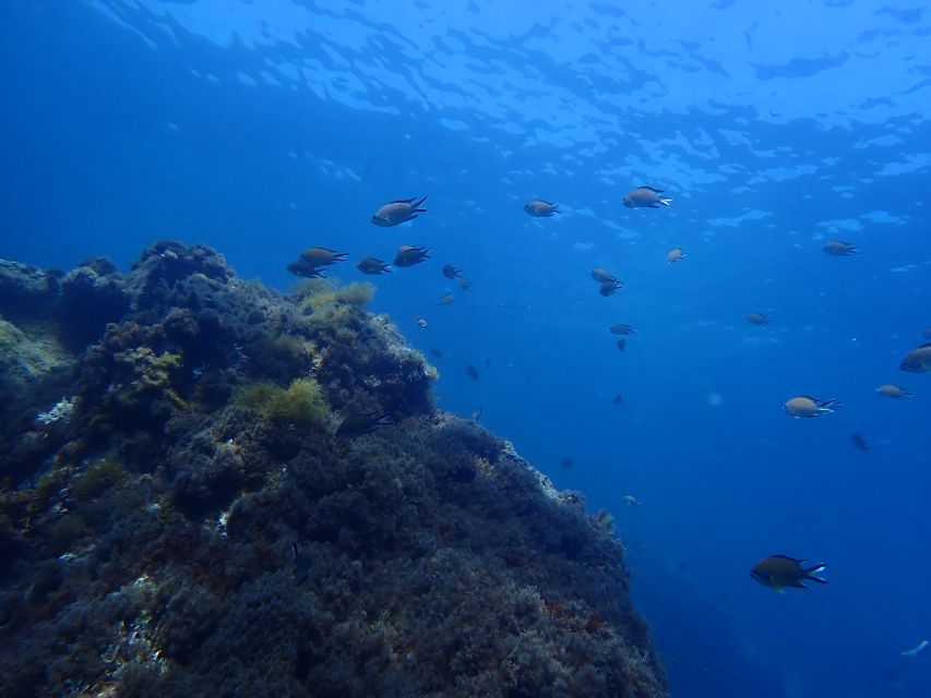 Puerto del Carmen: Snorkeling Trip with Dive Instructor - Should you book this Puerto del Carmen snorkeling trip?