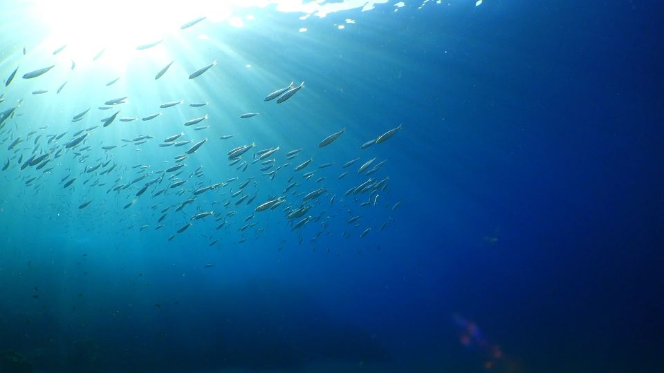 Puerto del Carmen: Snorkeling Trip with Dive Instructor - That first surface float: spotting Lanzarote fish without stress