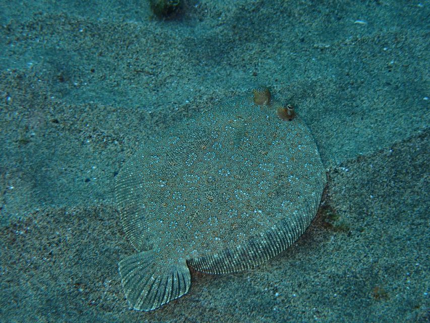 Puerto del Carmen: Snorkeling Trip with Dive Instructor - Safety and etiquette: what the guide enforces in the water