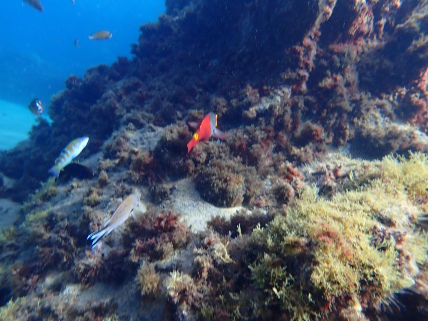 Puerto del Carmen: Snorkeling Trip with Dive Instructor - Who this snorkeling trip is best for (and who should skip it)
