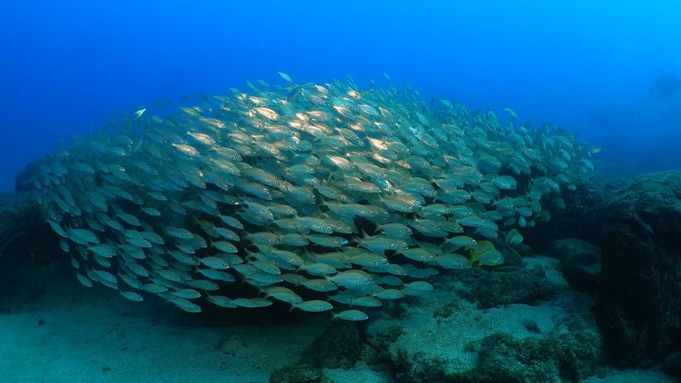 Puerto del Carmen: Snorkeling Trip with Dive Instructor - Is $65 good value in Puerto del Carmen? A practical price check