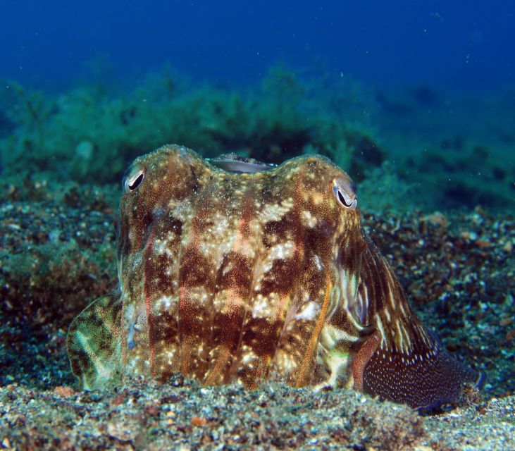 Puerto del Carmen: Try Scuba Diving for Beginners - Small Groups and SSI Safety: Why the Ratio Changes Everything