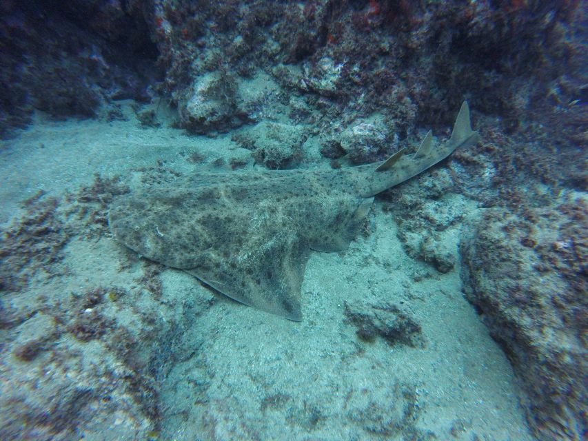 Puerto Del Carmen: Try Scuba Diving with 2 Dives and Photos - Who this is best for (and who should skip it)