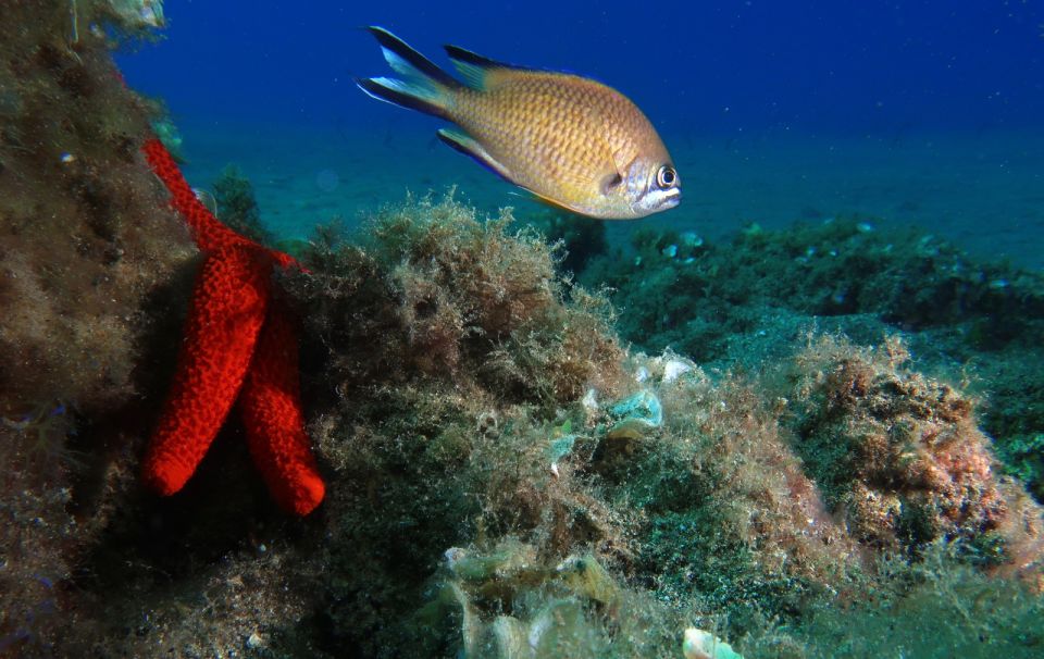 Puerto Del Carmen: Try Scuba Diving with 2 Dives and Photos - Gear, briefings, and the real rhythm of the day