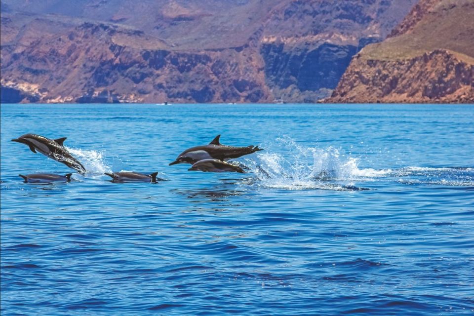 Puerto Rico : 2 hour Dolphin Catamaran Excursion - Price and value: why $41 can be a smart deal