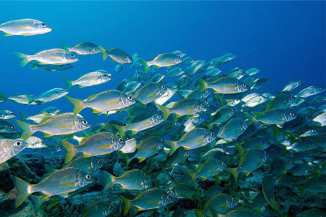 RECREATIONAL DIVE (certified divers only) : Explore Canarian Sealife - Where the Tenerife water adventure starts: Las Galletas check-in