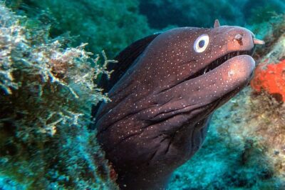 RECREATIONAL DIVE (certified divers only) : Explore Canarian Sealife - How your certification level shapes the underwater plan