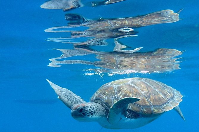RECREATIONAL DIVE (certified divers only) : Explore Canarian Sealife - What you can expect to see: Canarian sealife, hands-on and close