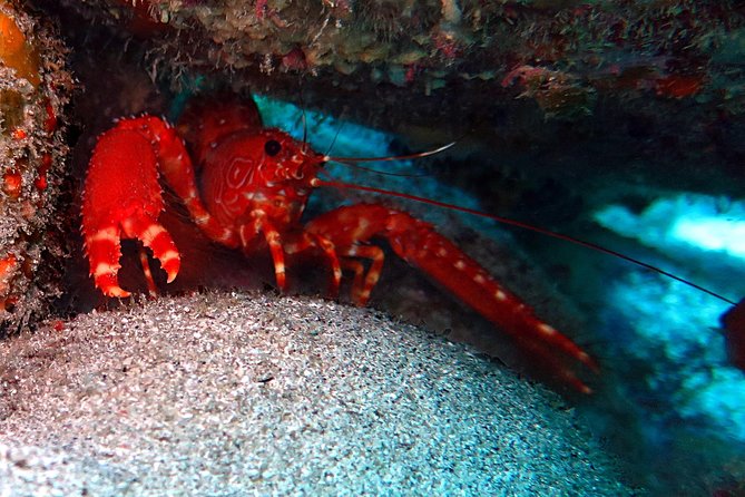 RECREATIONAL DIVE (certified divers only) : Explore Canarian Sealife - Gear, photos, and the small extras that make it feel finished