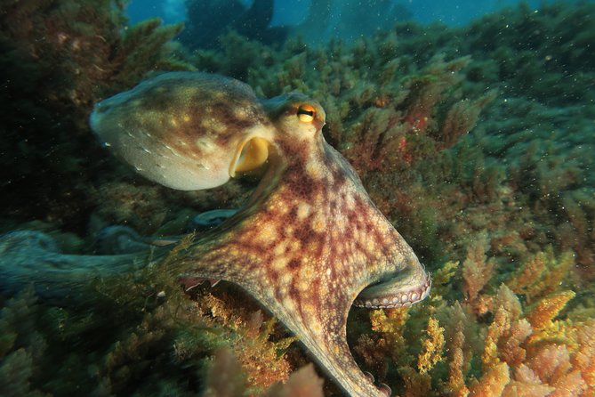 RECREATIONAL DIVE (certified divers only) : Explore Canarian Sealife - Price and value: what $114.93 really covers (and what it doesn’t)