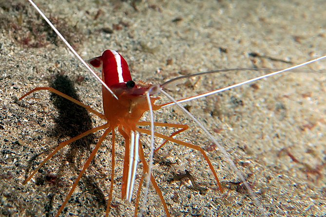 RECREATIONAL DIVE (certified divers only) : Explore Canarian Sealife - Weather matters more than you think: plan for flexibility