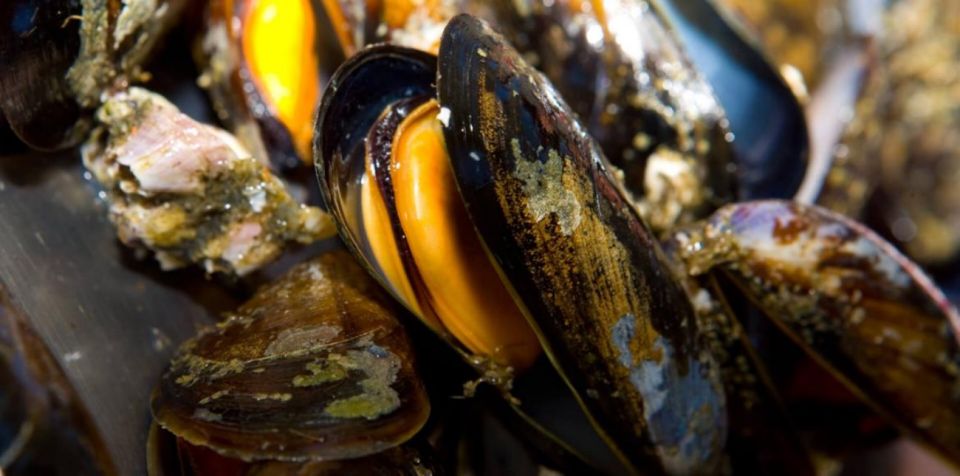 Ría de Arousa: Boat Ride to Mussel Farm with Tasting - Steamed Mussels Tasting: What “Included” Feels Like