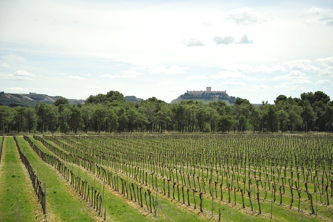Ribera del Duero Wineries Guided Tour & Wine Tasting from Madrid - Why Ribera del Duero from Madrid feels like a well-paced wineday