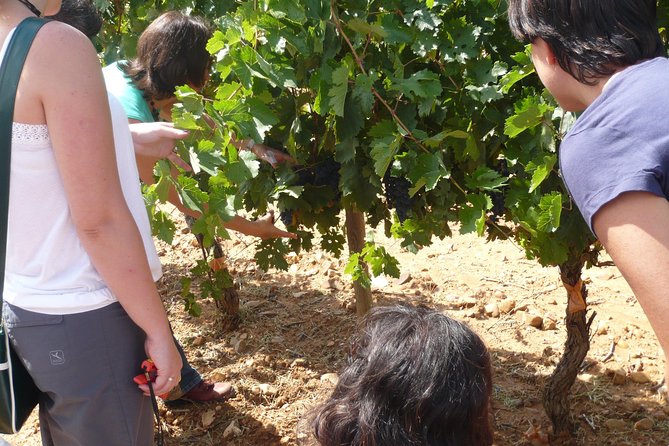 Ribera del Duero Wineries Guided Tour & Wine Tasting from Madrid - Curiel de Duero’s underground cellar: the stop that turns history into temperature