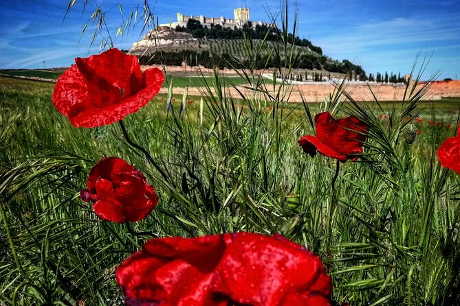 Ribera del Duero:4 Wineries, tasting & Lunch included from Madrid - Stop 1 in Ribera del Duero: caves, vineyards, and lunch at the winery