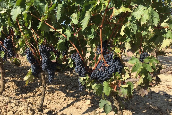 Rioja Wine Tour: 2 Wineries From Bilbao - Rioja wine tour from Bilbao: what makes it a smart day