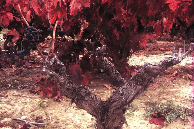 Rioja Wine Tour: 2 Wineries From Bilbao - Laguardia break: light meal time plus wandering a unique town (2 hours)