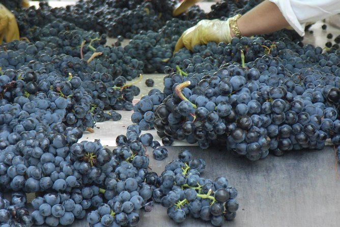 Rioja Wine Tour: 2 Wineries From Bilbao - Who this tour fits best (and who might want a different plan)