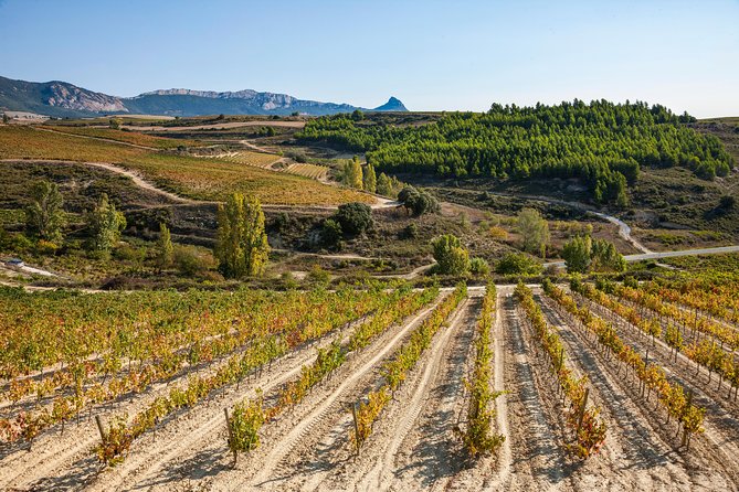 Rioja Wine Tour: 2 Wineries Visit with Tasting from San Sebastian - Key things I’d circle before booking