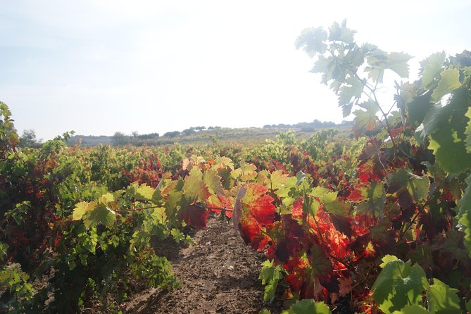 Rioja Wine Tour: 2 Wineries Visit with Tasting from San Sebastian - Stop 1 in La Rioja: first winery visit and tastings