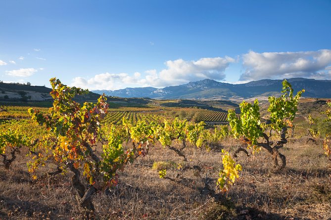 Rioja Wine Tour: 2 Wineries Visit with Tasting from San Sebastian - Laguardia for pintxos: the Basque town break