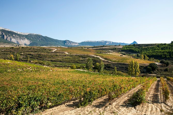 Rioja Wine Tour: 2 Wineries Visit with Tasting from San Sebastian - Group size and guides: what makes it feel personal
