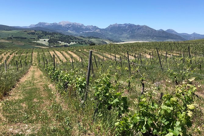 Ronda Day Tour and Winery Visits from Marbella - Lunch, Alcohol, Water, And The 6–8 Wine Value Math