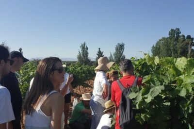 Ronda Day Tour and Winery Visits from Marbella - Bodegas Conrad: Feng Shui Design And A Terrace Tasting With Lunch