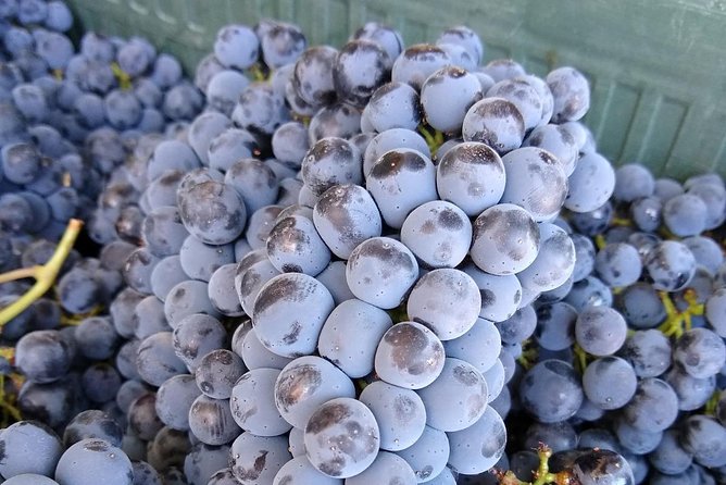 Ronda Day Tour and Winery Visits from Marbella - Should You Book The Ronda Day Tour And Winery Visits From Marbella?