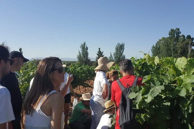 Ronda Day Tour and Winery Visits from Marbella - Bodegas Conrad: Feng Shui Design And A Terrace Tasting With Lunch