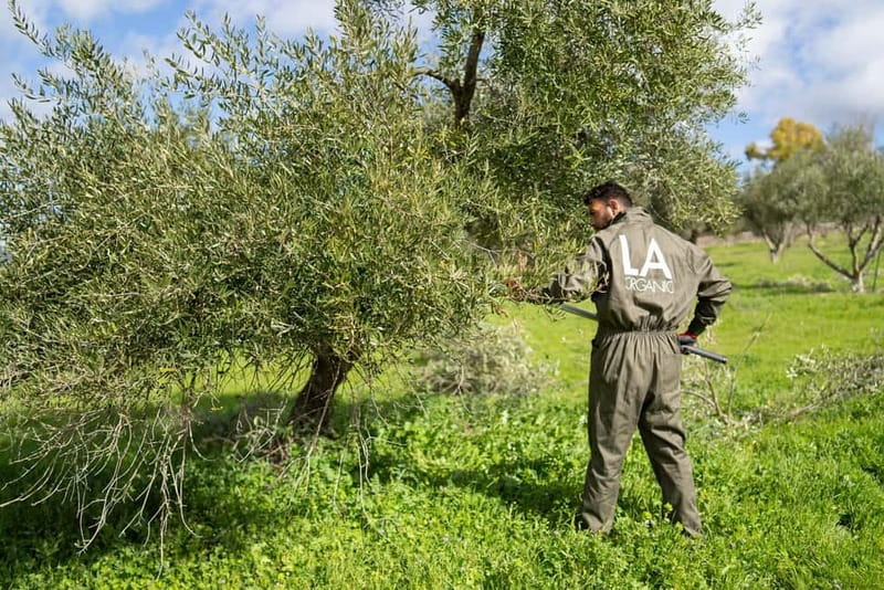 Ronda: LA Almazara LA Organic, Olive Oil Museum and Tasting - The Museum Visit: How an Olive Oil Story Gets Explained