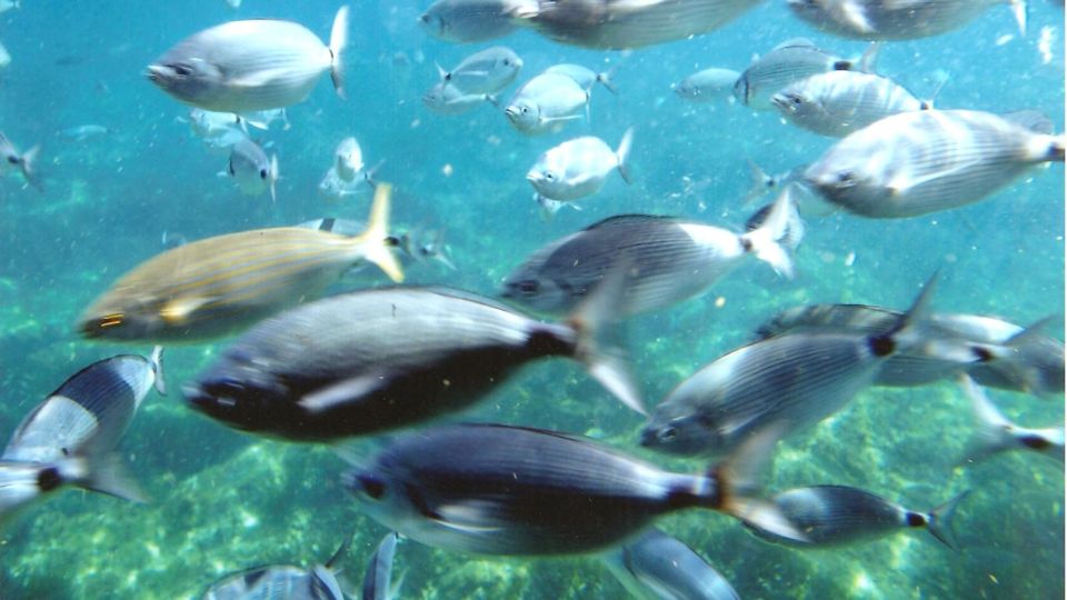 Roses: Cruise to Cala Murtra with Underwater Views - Phone Audio Guide: Learn the Coast Without Waiting