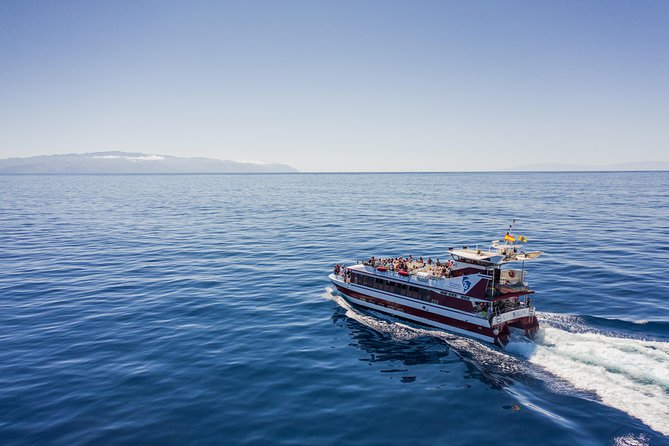 Royal Delfin - 2Hour Sustainable Dolphin & Whale Watching Mini Cruise - Key highlights to know before you go