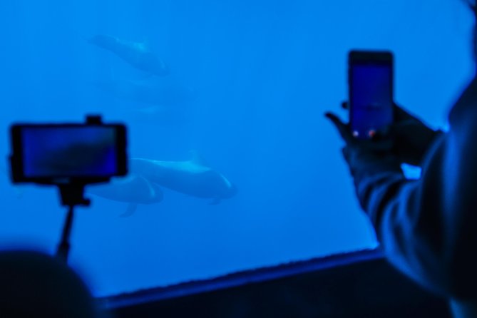 Royal Delfin - 2Hour Sustainable Dolphin & Whale Watching Mini Cruise - Royal Delfin catamaran: why this 2-hour format works in Tenerife