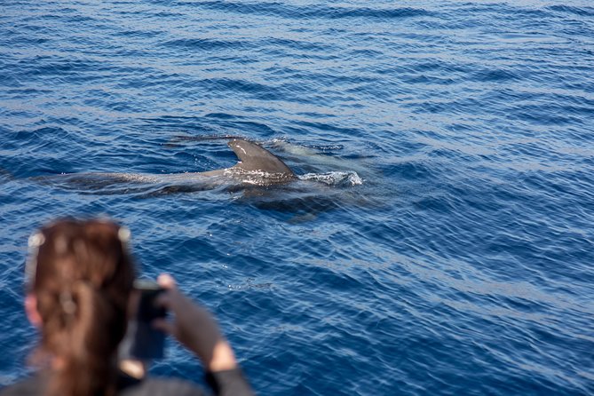 Royal Delfin - 2Hour Sustainable Dolphin & Whale Watching Mini Cruise - Wildlife viewing is never guaranteed: how to think about sightings