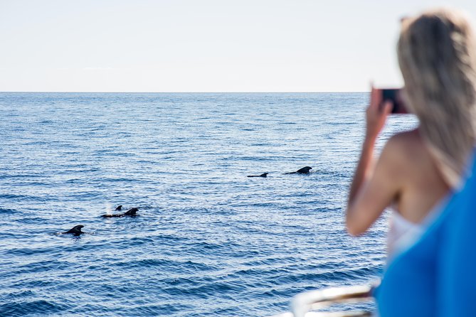 Royal Delfin - 4'5H Dolphin & Whale Watching - Los Gigantes Masca - Lunch & Swim - Why This Cruise Route Hits: Los Gigantes to Masca Bay