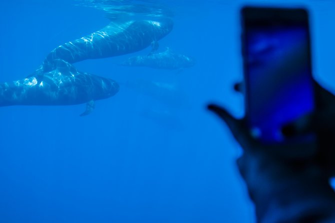 Royal Delfin - 4'5H Dolphin & Whale Watching - Los Gigantes Masca - Lunch & Swim - The Masca Bay Swim Stop: Warm Water Break in a Famous Area