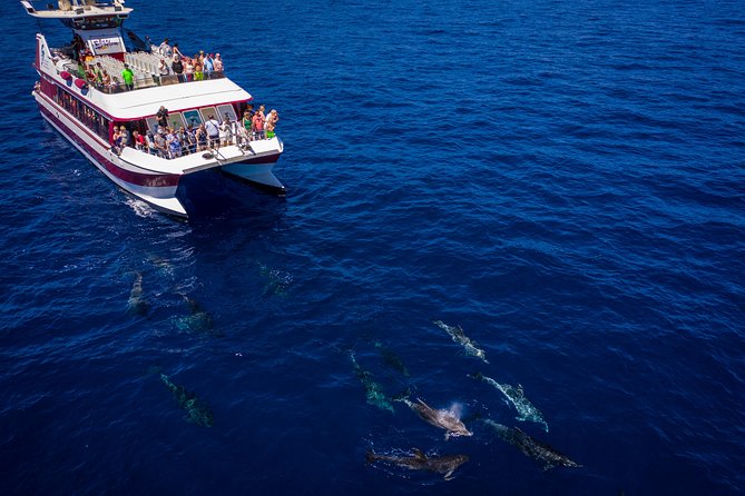 Royal Delfin - 4'5H Dolphin & Whale Watching - Los Gigantes Masca - Lunch & Swim - Price and Value: Is $72.29 a Good Deal?
