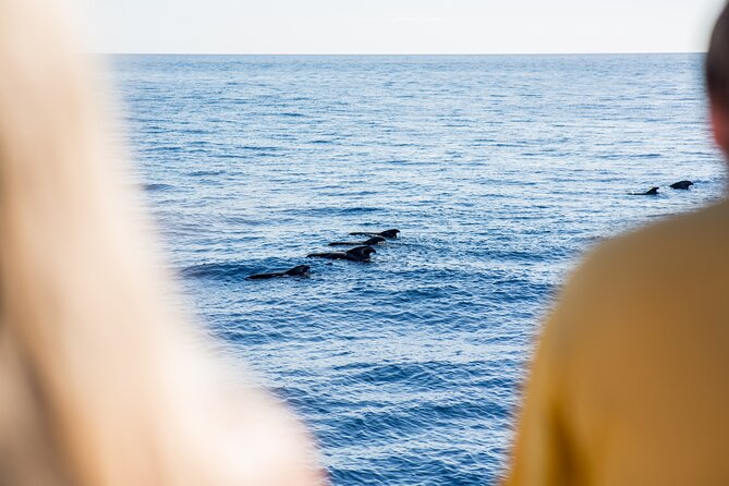 Royal Delfin - 4'5H Dolphin & Whale Watching - Los Gigantes Masca - Lunch & Swim - Whale and Dolphin Watching: What You Can Expect (and How to Manage It)