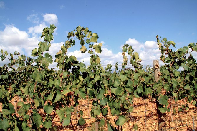 Sa Clasta Mallorca Wine Tours - Pa amb oli lunch: the smart halfway meal