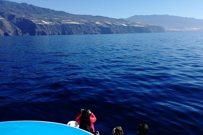Safari Cumbre Vieja - A La Palma dolphin cruise with volcanic scenery near Cumbre Vieja