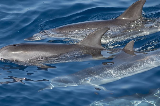 Safari Cumbre Vieja - The coast, sea caves, and the wildlife you might spot