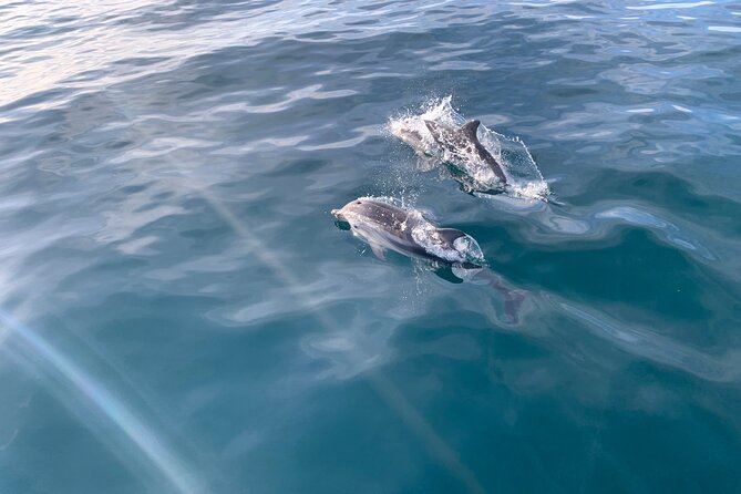 Sailing Adventure: Sailing, Dolphins and Relaxation with Drinks - Key Things That Matter Most on This Dolphin Sail