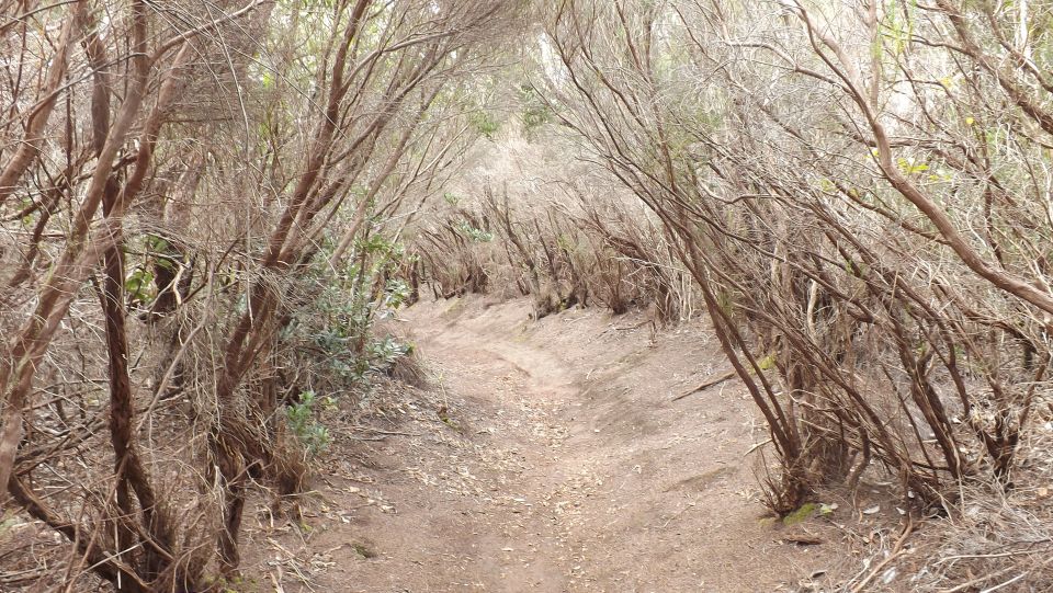 Santa Cruz de Tenerife: 2-Hour Hiking Tour in Anaga Forest - Key Highlights You’ll Actually Feel On the Trail