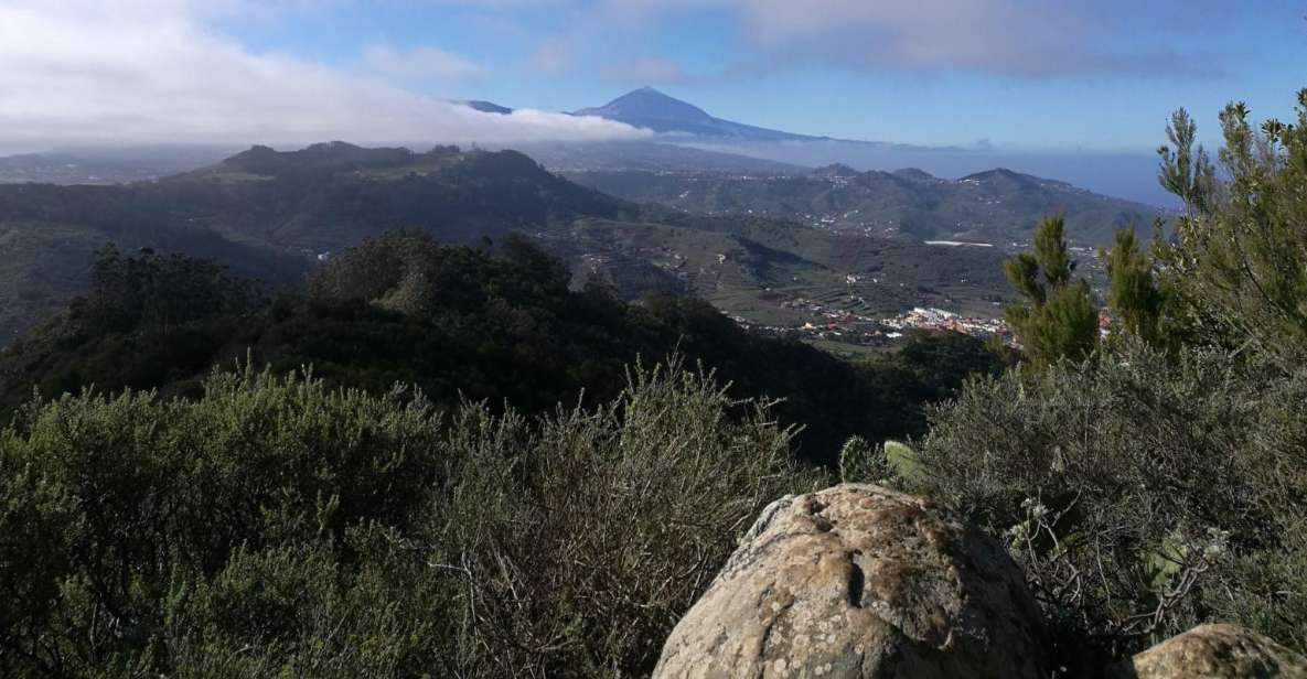 Santa Cruz de Tenerife: 2-Hour Hiking Tour in Anaga Forest - What You’ll Actually See: Ancient Laurel Forest + Unique Plants and Birds