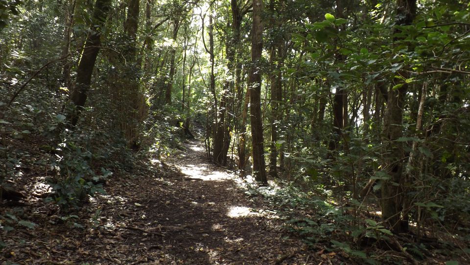 Santa Cruz de Tenerife: 2-Hour Hiking Tour in Anaga Forest - The Trail Pace: Beginner-Friendly But Still Bring Proper Gear