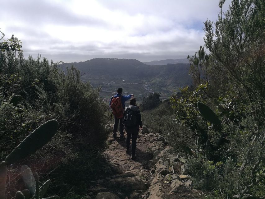 Santa Cruz de Tenerife: 2-Hour Hiking Tour in Anaga Forest - Included vs Not Included: Where the $50 Actually Goes