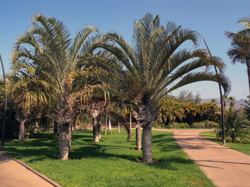 Santa Cruz de Tenerife Palmetum Entry Ticket - Why the Palm Collection Feels So Huge