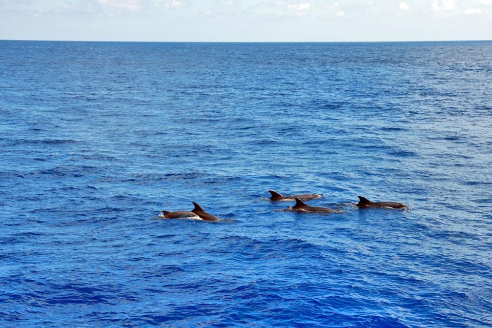 Santa Ponsa: Dolphin Watching Cruise - Key highlights worth knowing before you go